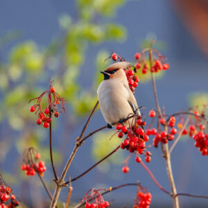Pestvogel